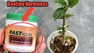 What are Rooting Hormone Powder  How to Use Rooting Hormone to Grow Plants from Cuttings [upl. by Nisen]