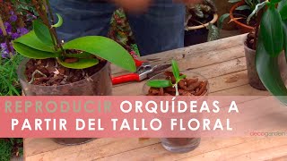 Cómo REPRODUCIR ORQUÍDEAS a partir del tallo floral 🌸 Reproducir orquídeas en casa 🌱 Jardinatis [upl. by Wendall385]