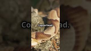 Cottonmouth vs Cooperhead [upl. by Rolando313]