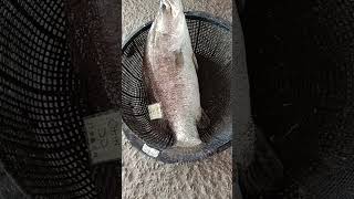 fish viralvideo sea bass 7kg [upl. by Flem]