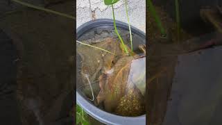 update sa pipefish ko fishkeepers fishing fishcare shorts [upl. by Sinnej]