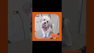 🧡 🐾 Yoda 🐾 🧡 dog puppy chiens cute chienmignon pets toilettagecanin doglover [upl. by Merras]