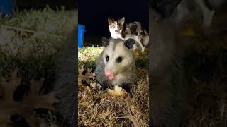 Virginia opossum Didelphis virginiana [upl. by Raamaj904]