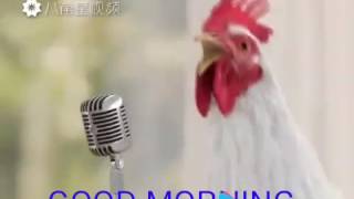 Chickens singing good morning song funny [upl. by Belden656]