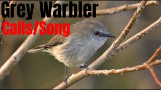 Grey Warbler CallsSong [upl. by Ainatnas650]