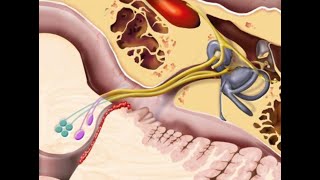 Cranial nerve VIII [upl. by Llerrehc]