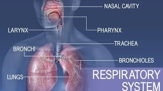 Anatomy and Physiology of Respiratory System [upl. by Radmilla]