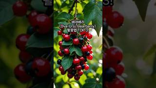 베어베리UvaUrsi Bearberry 활용법 TOP 3 [upl. by Roxana]