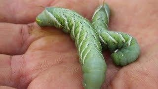 Tomato Horn Worms  Tomato Pests [upl. by Revlys]