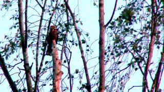 NIGHTJARS IN THE NEW FOREST [upl. by Rosana]