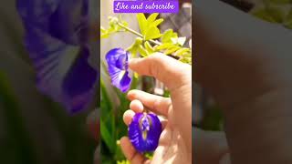 aprajita plant tips subscribe for more gardening trending shorts explore aprajitaplanthouse [upl. by Phelan]