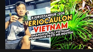 Eriocaulon vietnam tanaman mudah tapi tidak semudah itu ferguso jurustandur eps026 [upl. by Yuri]