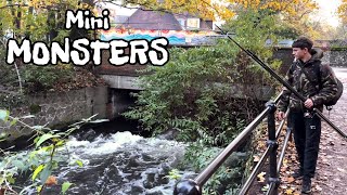 CATCHING mini MONSTERS from a LONDON river [upl. by Surazal]