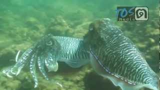 CuttleFish Mating [upl. by Coplin156]