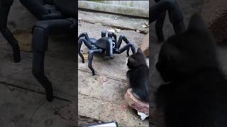 T8X mindblowing cool robot spider 😎 shorts [upl. by Ahsein]