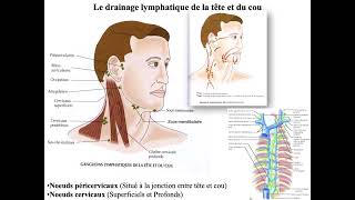 Anatomie du Cou et du médiastin [upl. by Reivaxe]