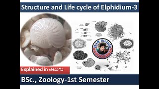 Structure and Life cycle of Elphidium3  Life cycle of Elphidium protozoa HSR Bioinfo [upl. by Mychael]