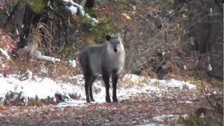 Japanese Serow on the Mountain Road 林道に佇むニホンカモシカ [upl. by Inajar]