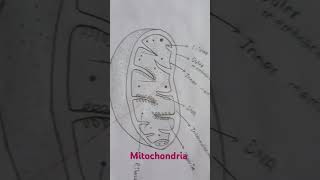 Lable diagram of mitochondria inside of a cell [upl. by Haym237]