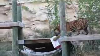 quotबाघ का खतरनाक हमला  Tiger Attack का लाइव वीडियोquot tigerattack attackviralvideo trending tiger [upl. by Aronoff326]