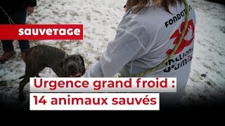 14 animaux sauvés en urgence en SeineetMarne [upl. by Onihc564]