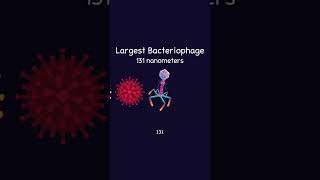 How Small Are Viruses [upl. by Toy]