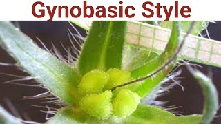 Gynobasic Style biologywalesir gynobasic style lamiaceae tulsi ocimumsanctum [upl. by Alic]