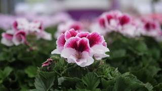 Pelargonium Grandiflorum Elegance Bravo  Garden Plant with Flowers in spectacular Colours [upl. by Castera]