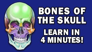 BONES OF THE SKULL  LEARN IN 4 MINUTES [upl. by Scuram]