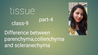 tissue parenchyma collenchyma scleranchyma htet cbse dsssb emrskvs2023 class9 chapter6 [upl. by Amuh]