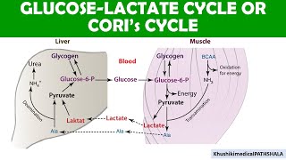 Coris Cycle  Glucose and lactate regulation during Excercise [upl. by Roddy600]