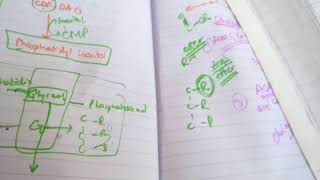 PHOSPHOLIPID SYNTHESIS made easy part 9plasmalogens importance [upl. by Anattar]