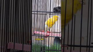 Canary singing amazing song foryou fyp canary kenari canario shorts youtubeshorts viral ex [upl. by Finella426]