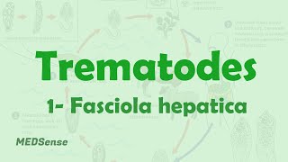 Fasciola hepatica [upl. by Yentterb]