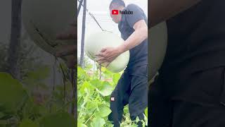 New variety of gourd is super big [upl. by Nwahsal]