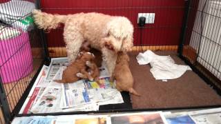 Cockapoo pups 4 weeks old [upl. by Mccahill]