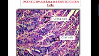 Stomach Histology Data Show 2016 [upl. by Hameean]