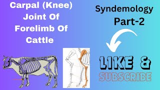 Joints Of Forelimb Part 2Carpal Joint KneeSyndesmology Veterinary AnatomyArthrology [upl. by Nennarb658]