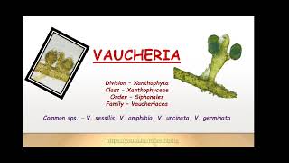 Xanthophyceae  Vaucheria Dr RMS [upl. by Enellek]