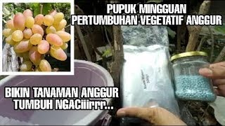 PUPUK MINGGUAN TANAMAN ANGGUR [upl. by Ynalem]