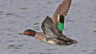 FlyBy Greenwinged Teal [upl. by Erodavlas]