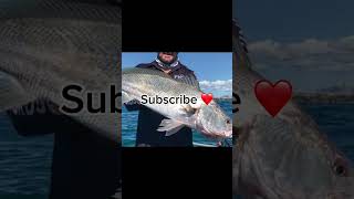 Your mulloway if you… fishing mulloway [upl. by Iana]