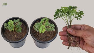 How to propagate Aralia plant from cutting with update [upl. by Showker]