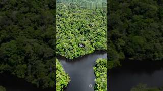 Why the Amazon Rainforest Could Turn Into a Desert [upl. by Allebasi]