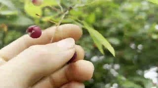 The Serviceberry Tree  Nova Scotia Foraging [upl. by Marilin53]