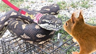 PYTHON WALKS ON LEASH Grabs and Eats a Wild Squirrel [upl. by Dam444]