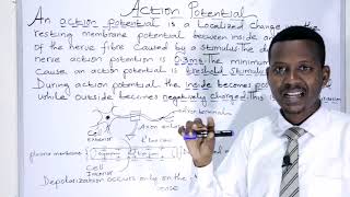 BIOLOGY FORM 4 CHAPTER 1Action Potential LECTURE 07 [upl. by Namrehs]