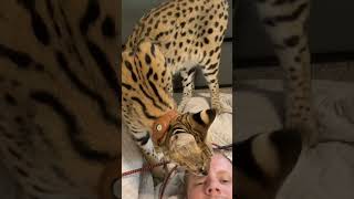 Wild African Serval Cat serval shorts cat [upl. by Etteloc470]