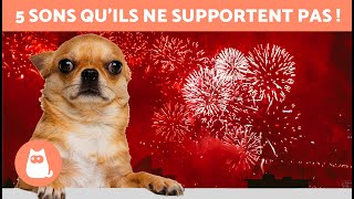 5 SONS que les CHIENS DÉTESTENT le plus 🐶🔊❌ INSUPPORTABLES [upl. by Ynetsed]