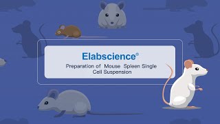 Preparation of Mouse Spleen Single Cell Suspension [upl. by Sylera268]